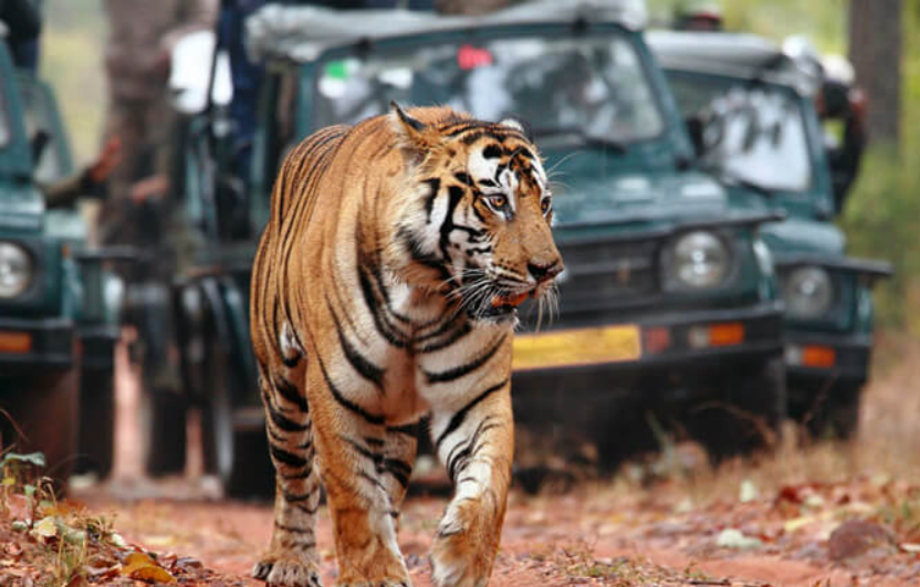 Ranthambore Tours